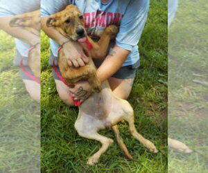 260791  Andy - Male Boxer-Unknown Mix Dog for Adoption - Photo #4