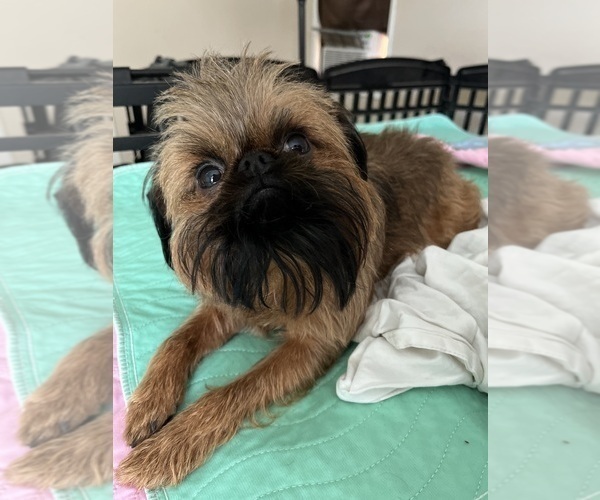 Medium Photo #1 Brussels Griffon Puppy For Sale in SPRING BRANCH, TX, USA