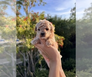 Goldendoodle (Miniature) Puppy for sale in FONTANA, CA, USA