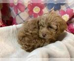 Small Photo #3 Poovanese Puppy For Sale in SHILOH, OH, USA