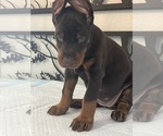 Small #2 Doberman Pinscher