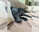 Small #49 American Staffordshire Terrier-Labrador Retriever Mix