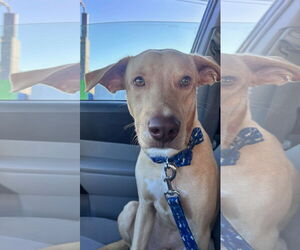 Labrador Retriever-Unknown Mix Dogs for adoption in Jefferson, NJ, USA