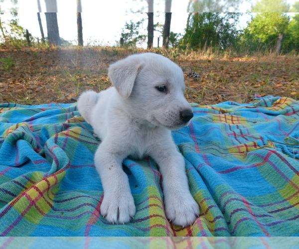Full screen Photo #7 Akbash Dog Puppy For Sale in BROOKSVILLE, FL, USA