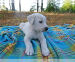 Small Photo #7 Akbash Dog Puppy For Sale in BROOKSVILLE, FL, USA