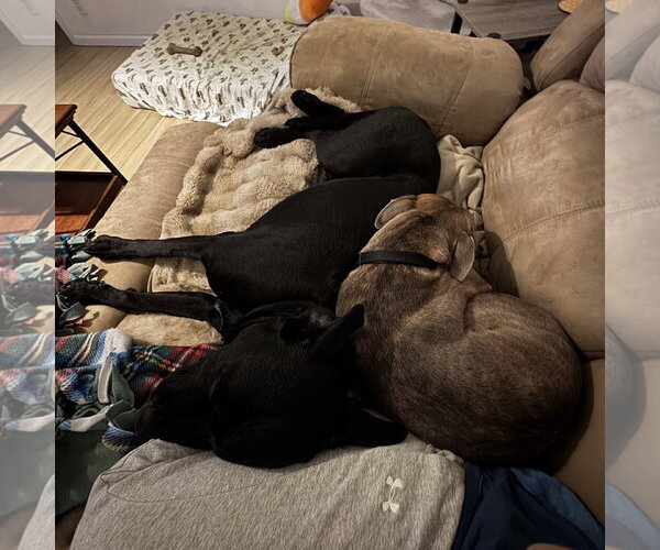 Medium Photo #2 Mutt Puppy For Sale in Fargo, ND, USA