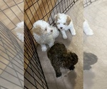 Small Photo #9 Poodle (Miniature) Puppy For Sale in GLOUCESTER, VA, USA