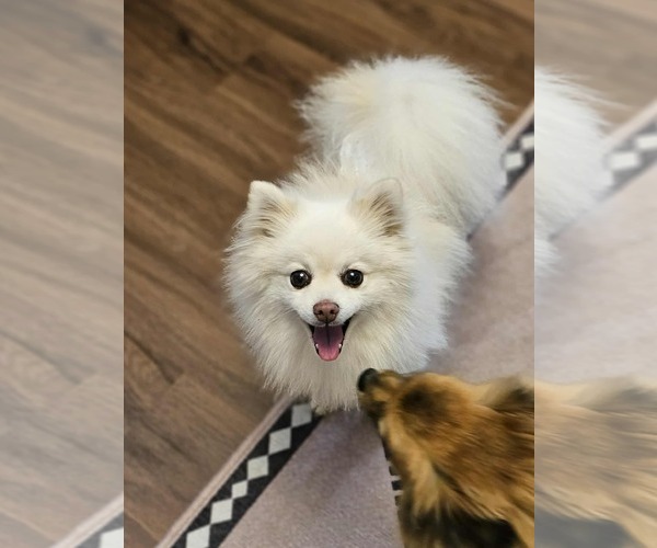 Medium Photo #4 Pomeranian Puppy For Sale in Lebanon, PA, USA