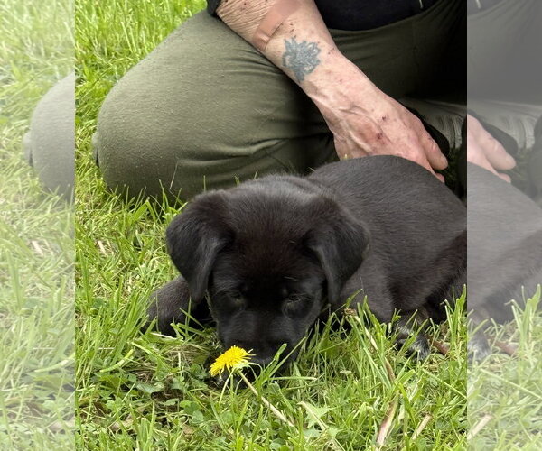 Medium Photo #2 Labrador Retriever-Unknown Mix Puppy For Sale in Stevens Point, WI, USA