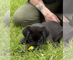 Small #1 Labrador Retriever Mix