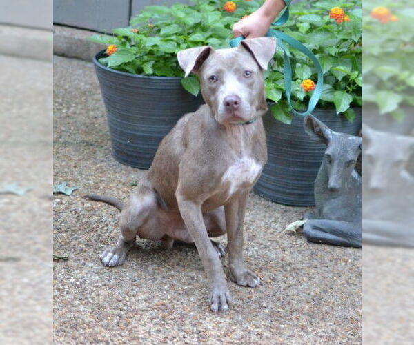 Medium Photo #2 Mutt Puppy For Sale in Germanton, TN, USA