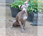 Small #1 Mutt
