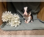 Small #2 Pembroke Welsh Corgi