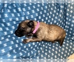 Small Photo #252 Belgian Malinois Puppy For Sale in REESEVILLE, WI, USA