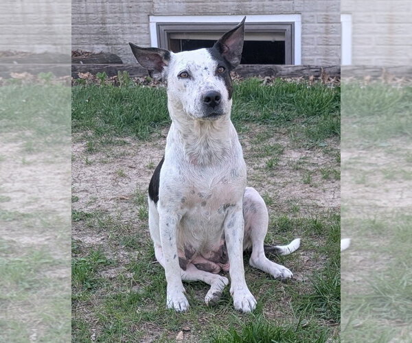 Medium Photo #3 Mutt Puppy For Sale in Des Moines, IA, USA