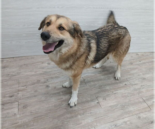 Medium Photo #4 German Shepherd Dog Puppy For Sale in Murfreesboro, NC, USA