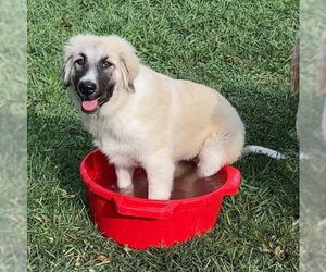 Great Pyrenees Dogs for adoption in Vail, AZ, USA