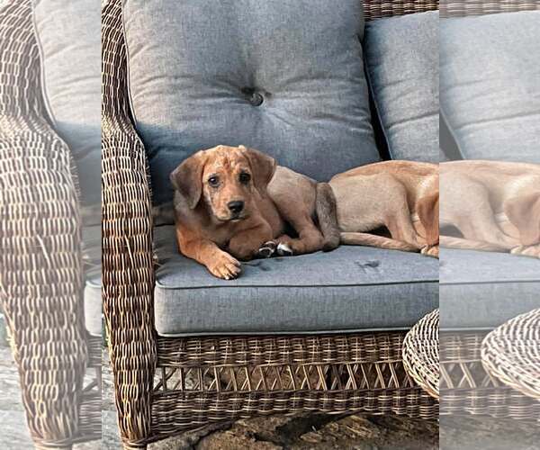 Medium Photo #13 Redbone Coonhound-Unknown Mix Puppy For Sale in pomfret, CT, USA