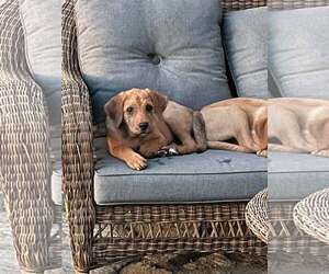 TOMMY LEE - Male Redbone Coonhound-Unknown Mix Dog for Adoption - Photo #13