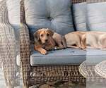 Small #12 Redbone Coonhound Mix