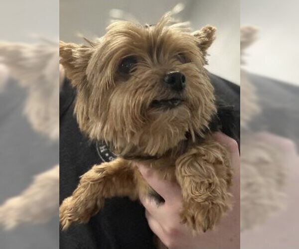Medium Photo #1 Mutt Puppy For Sale in Glen Allen, VA, USA