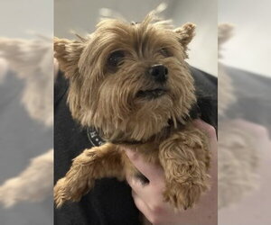 Mutt Dogs for adoption in Glen Allen, VA, USA