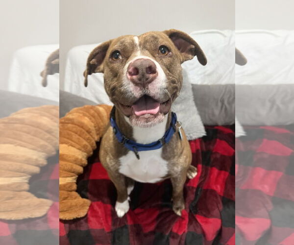 Medium Photo #1 Mutt Puppy For Sale in Rockaway, NJ, USA