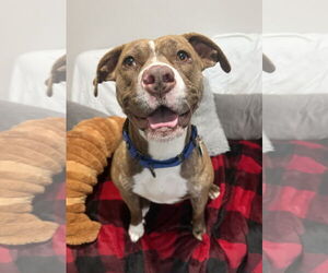 Mutt Dogs for adoption in Rockaway, NJ, USA