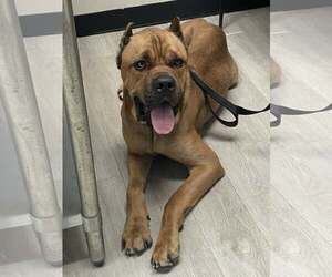 Mutt Dogs for adoption in Belleville, MI, USA