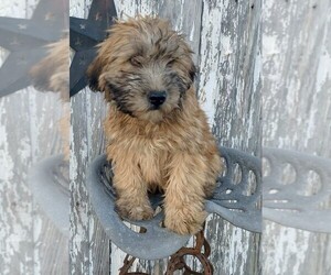 Soft Coated Wheaten Terrier Puppy for sale in FREDERICKSBG, OH, USA