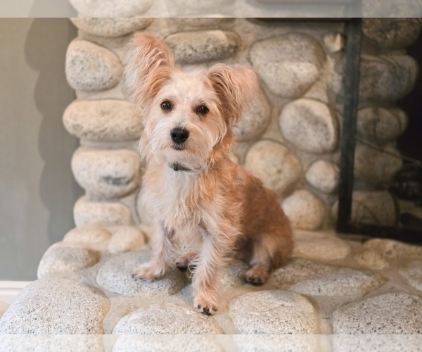 Medium Photo #5 Mutt Puppy For Sale in Sandy, UT, USA