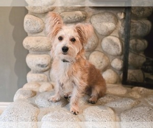 Blaise - Male Mutt Dog for Adoption - Photo #5