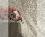 Puppy 3 Boston Terrier