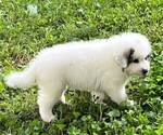 Small Photo #1 Great Pyrenees Puppy For Sale in MOUNT AIRY, NC, USA
