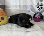 Small Photo #3 French Bulldog Puppy For Sale in JOHNS ISLAND, SC, USA