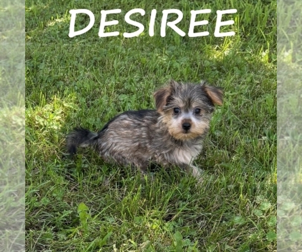 Medium Photo #3 Snorkie Puppy For Sale in HARTLAND, MN, USA