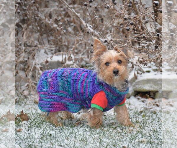Medium Photo #7 Mutt Puppy For Sale in Gretna, NE, USA
