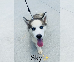 Siberian Husky Puppy for sale in COOKEVILLE, TN, USA