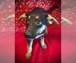 Small #3 Australian Kelpie Mix