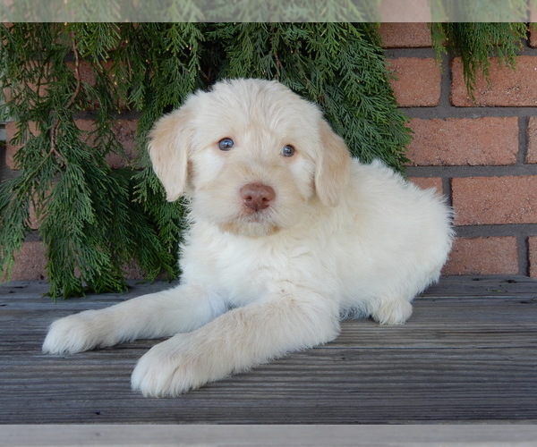Medium Photo #6 Labradoodle Puppy For Sale in MILLERSBURG, OH, USA