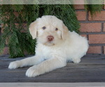 Small #5 Labradoodle