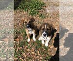 Small Photo #2 Australian Shepherd-Great Pyrenees Mix Puppy For Sale in Valrico, FL, USA