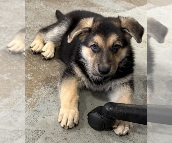 Medium Photo #6 German Shepherd Dog Puppy For Sale in BRIGHTON, CO, USA