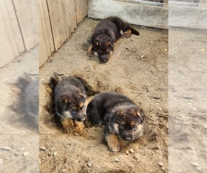 German Shepherd Dog Puppy for sale in HUDSON FALLS, NY, USA
