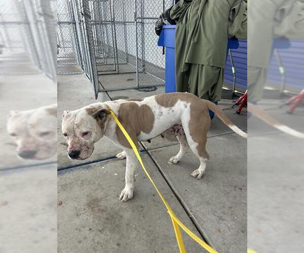 Medium Photo #1 Mutt Puppy For Sale in Bakersfield, CA, USA