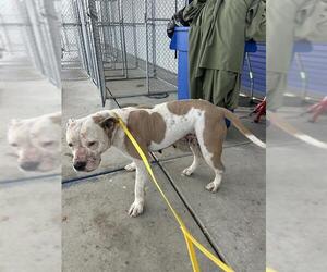 Mutt Dogs for adoption in Bakersfield, CA, USA