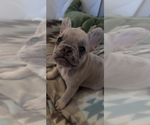 Small French Bulldog