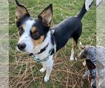 Small Photo #6 Border Collie-Rat Terrier Mix Puppy For Sale in Atlanta, GA, USA