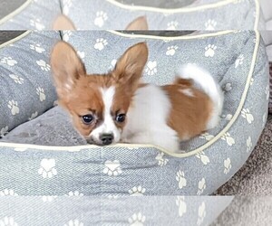 Papillon Puppy for sale in FREDERICKSBURG, OH, USA