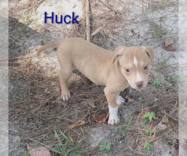 Medium Photo #2 Black Mouth Cur Puppy For Sale in Brooksville, FL, USA